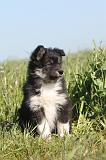CHIEN FINNOIS DE LAPONIE 005